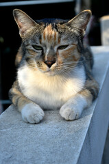 A cute mixed-colored tabby cat is on the white brick fence next to the house.