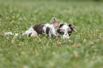 Welsh Corgi Cardigan cute fluffy dog puppy.