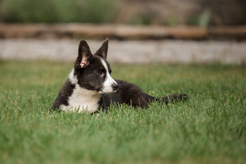 Welsh Corgi Cardigan cute fluffy dog puppy.