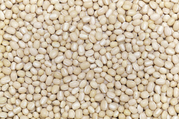 white adzuki beans , japanese food ingredient
