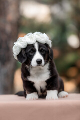 Welsh Corgi Cardigan cute fluffy dog puppy.