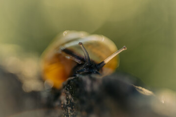 ślimak wstężyk ogrodowy zbliżenie na rozmytym tle © Henryk Niestrój