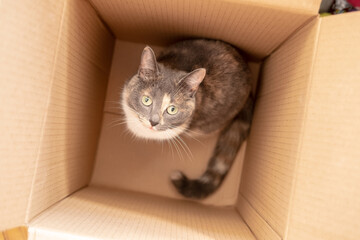 Cute curious cat got into a cardboard box and watching with interest. Top view. 