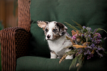 Fototapeta na wymiar Cute puppy with flower bouquet. Welsh Corgi Pembroke Puppy