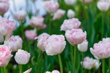 Obraz premium Bright flowers of tulips on a tulip field on a sunny morning