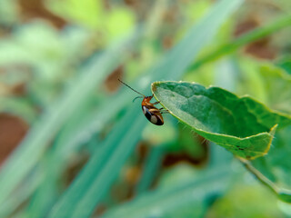 bug on leaf