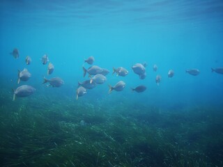 Cala Giverola, Tossa de Mar, Gerona, Cataloña, España