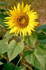 The blooming sunflower, yellow flower with orange blossom pollen and fresh green leaves, is the focus of the park. 