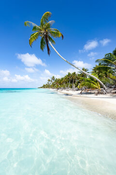 Coconut tree on a tropical island in the South Seas