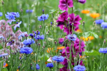 Flowering meadow. Purple wild mallows, blue cornflowers, marigolds. Selected focus.
