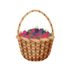Fototapeta na wymiar A bright summer illustration with the image of a basket with blackberries. The harvested harvest of ripe, juicy raspberries. Vector illustration isolated on a white background