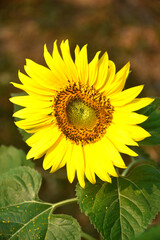 The blooming sunflower, yellow flower with orange blossom pollen and fresh green leaves, is the focus of the park. 