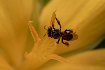 bee