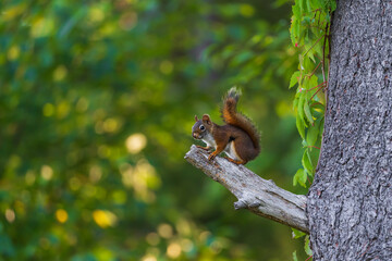 American Red Squirrel 