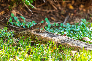 lizard on the grass