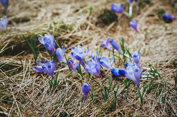 Spring crocus flowers on green natural background. Beautiful background of spring purple flowers. Selective focus.