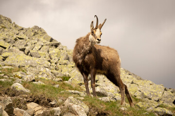 Tatra Chamois ( Rupicapra rupicapra tatrica ).