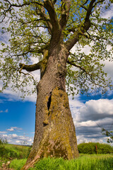 Alte Stieleiche 1000 jährige  im Frühling