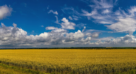 Wheat field with beautiful sky on a sunny day.