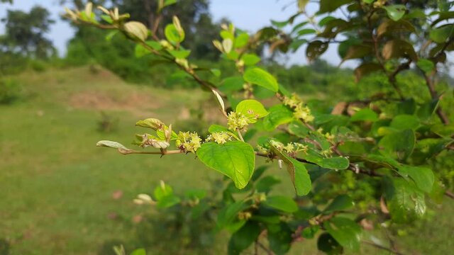 Ziziphus mauritiana flowers. Its other name Indian jujube, Indian plum, Chinese date, Chinee apple,and dunks is a tropical fruit tree species belonging to the family Rhamnaceae. Fruit flower. 