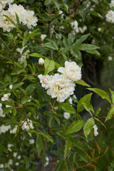Rosa banksiae lutea
