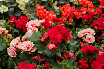 Tuberous begonias