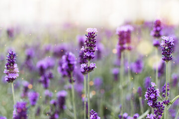 Lavender flowers at sunlight. Lavender field wallpaper.