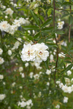 Rosa Banksiae Lutea