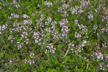 Thymus serpyllum in bloom