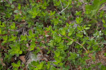 Thymus serpyllum in bloom