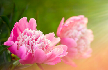 pink peony flowers close-up in sunbeams. Soft focus in the setting sun