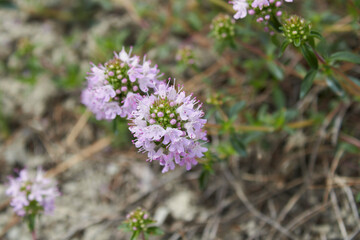 Thymus serpyllum in bloom