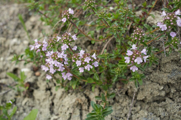 Thymus serpyllum in bloom