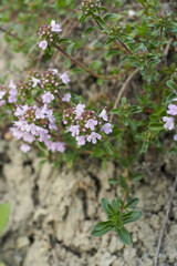 Thymus serpyllum in bloom