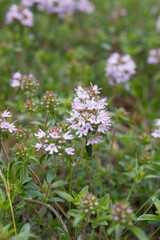 Thymus serpyllum in bloom