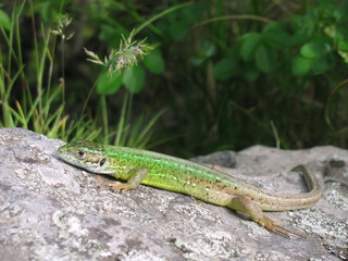 Naklejka na ściany i meble Young Green lizard basking in the sun on a rock 