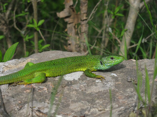 Naklejka na ściany i meble Green lizard Lacerta male basking in the sun on a rock 