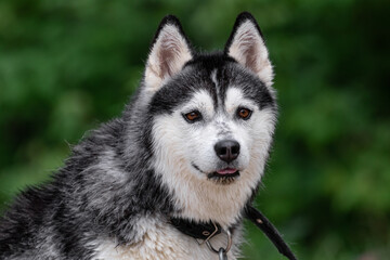 Close-up portrait of a funny Siberian Husky dog with wet hair of black-white color with brown eyes outdoors after swimming in a pond on a blurred green background of trees or bushes.
