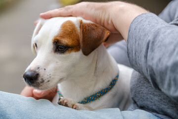 Crop man stroking obedient dog