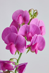 Fototapeta na wymiar Inflorescence of the decorative dark pink flowers of Sweet pea on gray background.