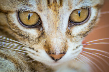Very close up portrait of a two month old light brown striped kitten with a red collar