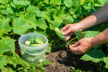 The farmer collects ripe cucumbers in the garden. Harvesting concept. Close-up of the hands of an agronomist during work.