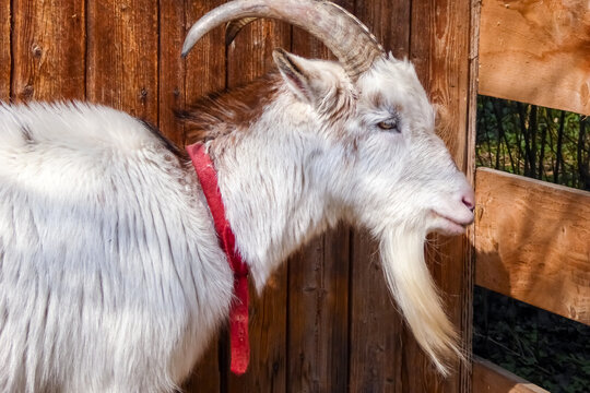 Tierportrait, Profil einer wei&szlig;en Ziege mit langen H&ouml;rnern und wei&szlig;em langen Ziegenbart. Krumme H&ouml;rner und krumer Bart. Langer wei&szlig;er Bart aus weichen Ziegenhaaren.