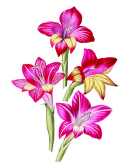 Fototapeta na wymiar Hand drawn red gladiolus flower design element Free download It`s perfect for fabrics, t-shirts, mugs, decals, pillows, logo, pattern and much more!