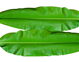 Picture of two banana leaves On a white background