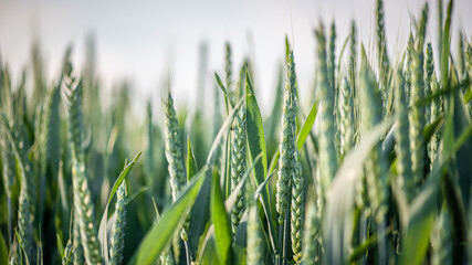 Close up of ears of wheat