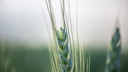 Close u p of ear of wheat