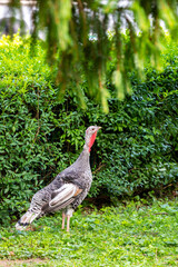 The turkey bird (latin name Meleagris gallopavo f. domestica) is standing on the grass. Green background.