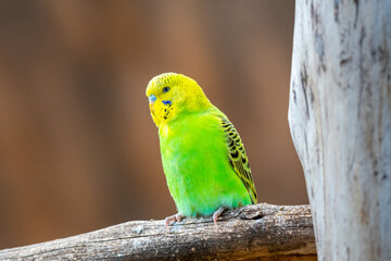 Budgerigar bird (latin name Melopsittacus undulatus). Multiple colored bird is famous pet.