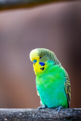 Budgerigar bird (latin name Melopsittacus undulatus). Multiple colored bird is famous pet.